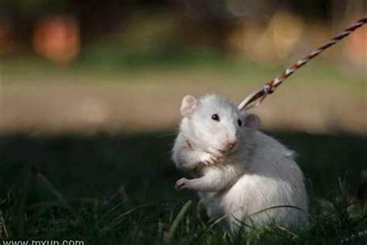 梦见老鼠往我腿上扑屎