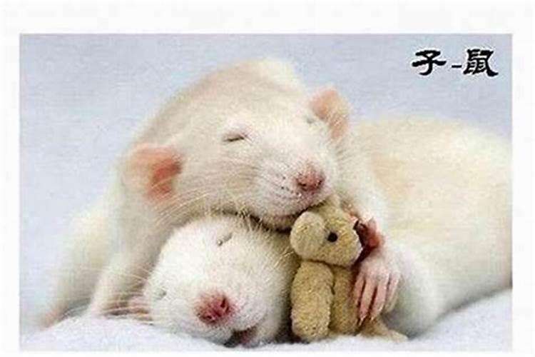 冬至月出生的鼠