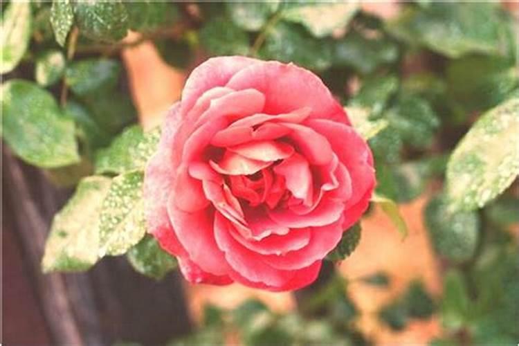 梦到水渠什么预兆周公解梦？