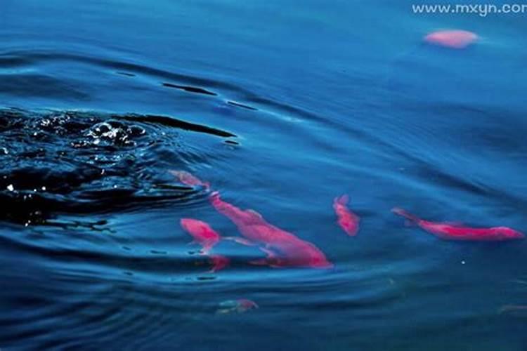 梦见路上到处都是水和鱼解梦