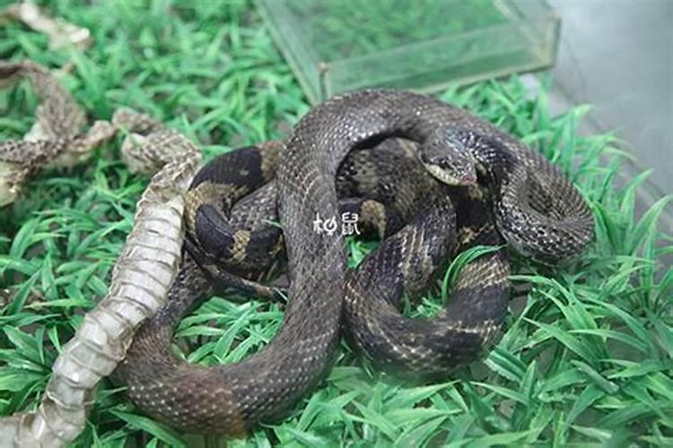 怀孕了老公梦见蛇是什么意思？