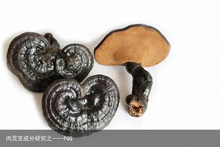 太岁肉灵芝成分及功效