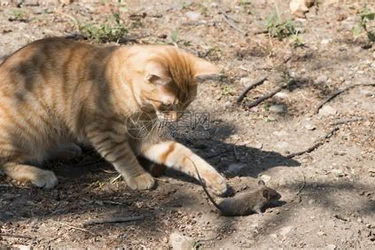 梦见别人的猫抓老鼠