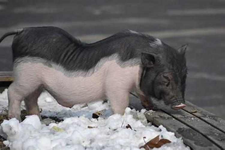 属猪的腊月出生