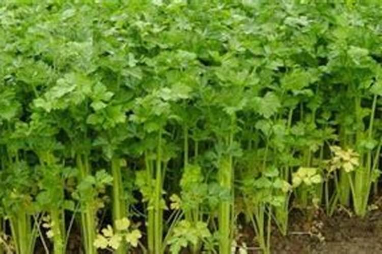 腊月适合种哪种萝卜？