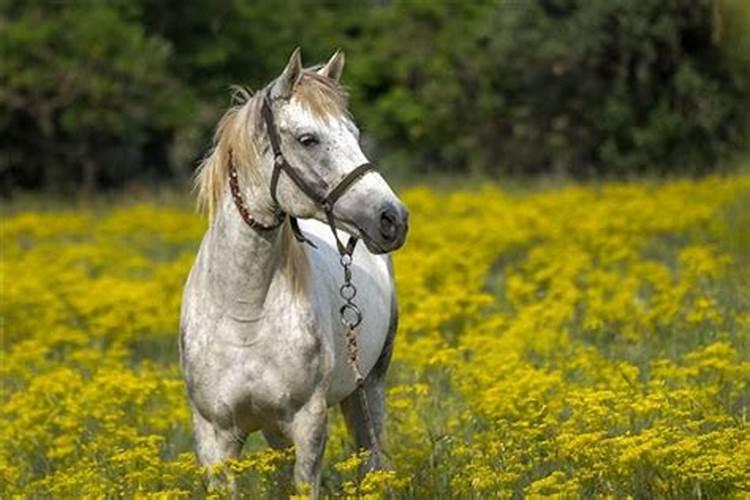 梦见两匹马是胎梦吗？
