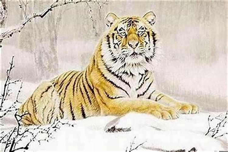 本命年男虎佩戴什么饰品？