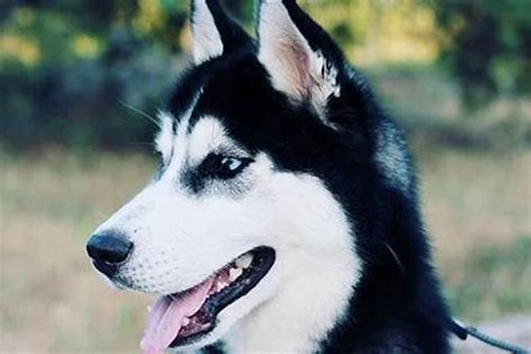 梦见很大一只狗是什么意思？