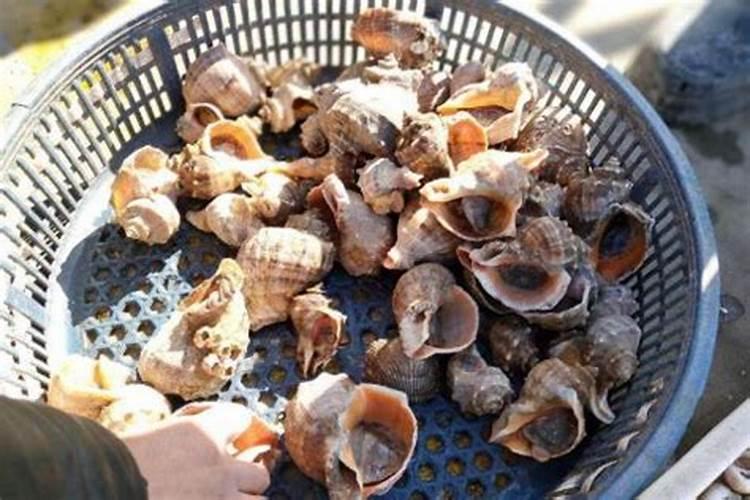 梦见海螺是什么意思？