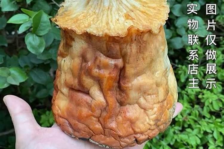 肉灵芝太岁怎么吃？