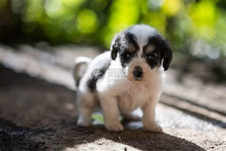 冬至出生的小狗起名