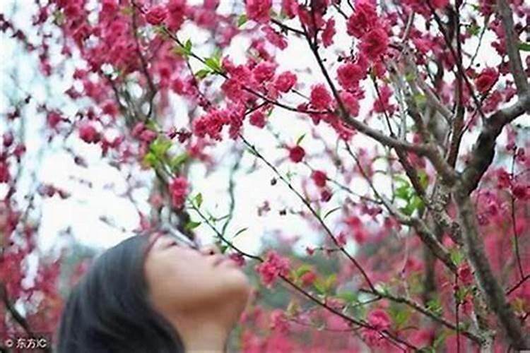 桃花劫桃花煞怎么破？