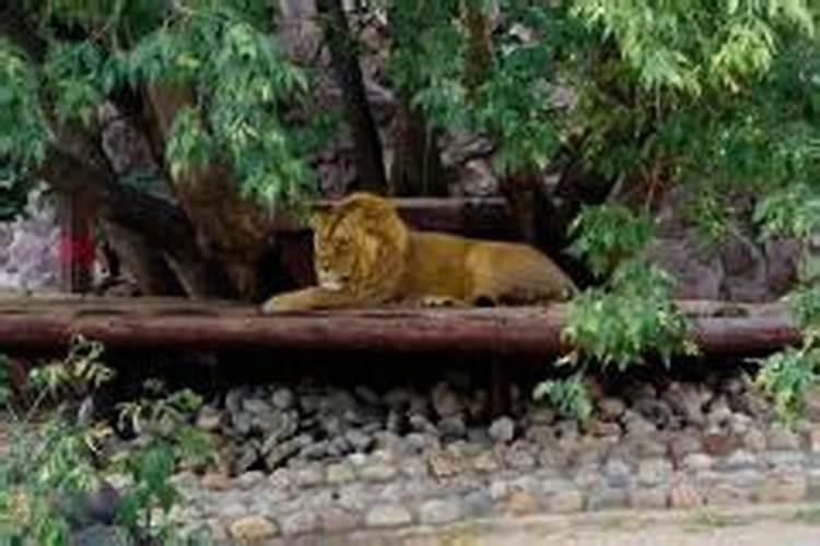 梦到狮子亲我什么意思？