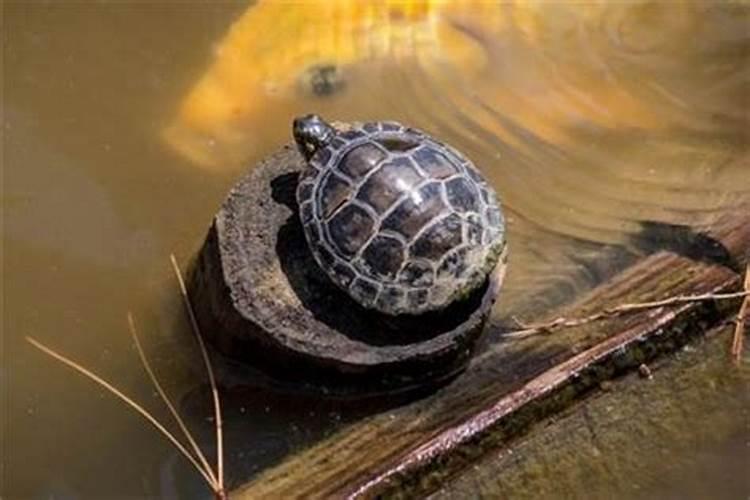 梦见放生乌龟什么预兆？