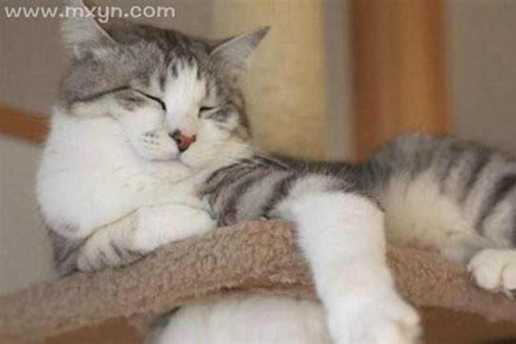 梦见伤害猫是什么预兆解梦？