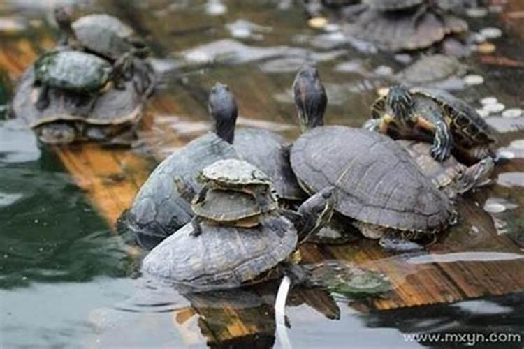 梦见水里好多乌龟在游？