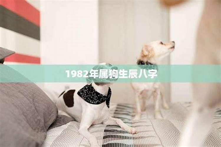 1982年1月属狗今年运势