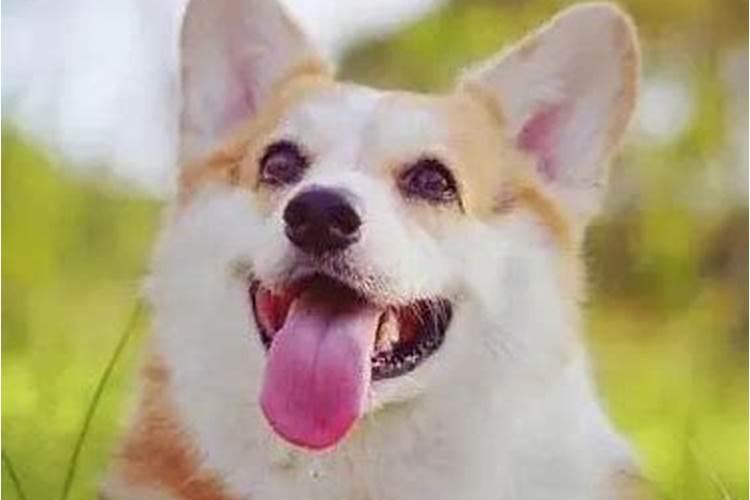 狗咬人对个人运势如何？