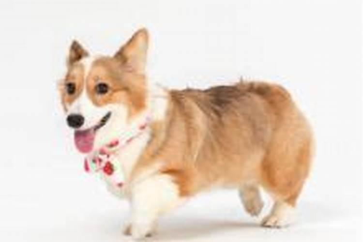 梦见狗狗对我热情让我抱呢