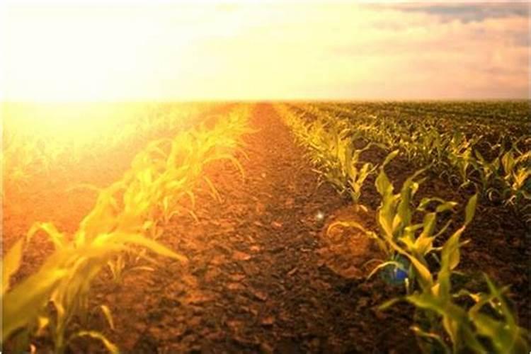 梦见死去的爷爷买房子