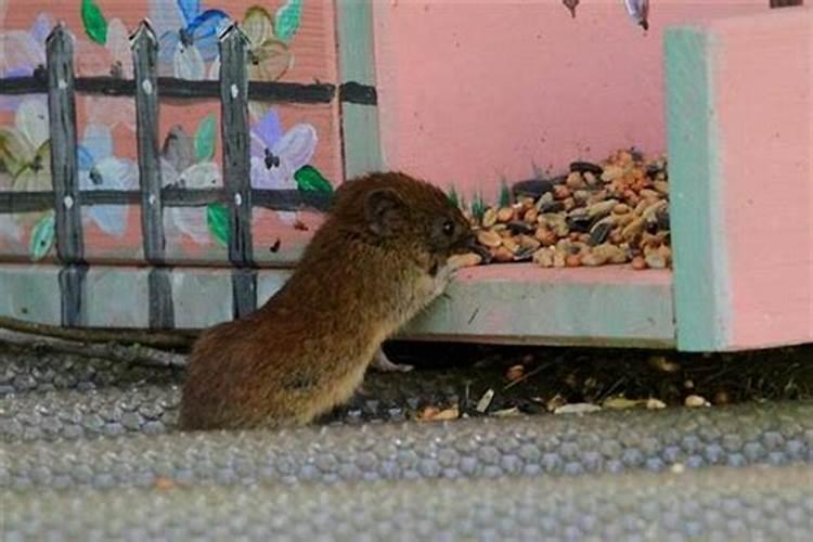 梦见家里有老鼠来吃肉