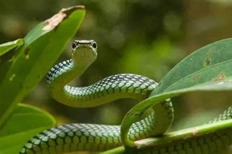 1977年出生女2026年运程