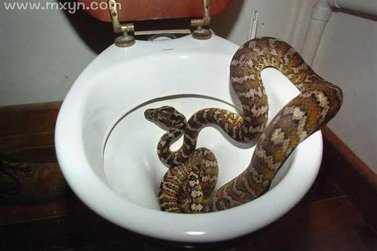 梦见蛇咬自己屁股是什么兆头？