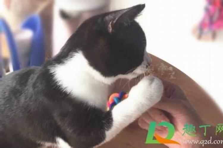 梦到猫亲我的嘴是什么意思？