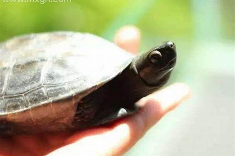 梦见特大乌龟是什么征兆解梦女人？