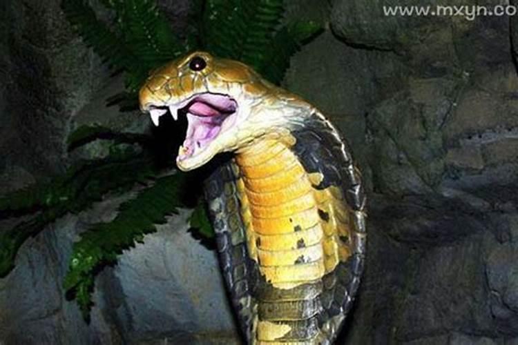 梦见蛇咬我我把蛇杀掉了吃了