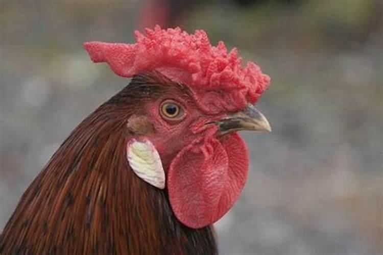 属鸡在什么时候犯太岁？