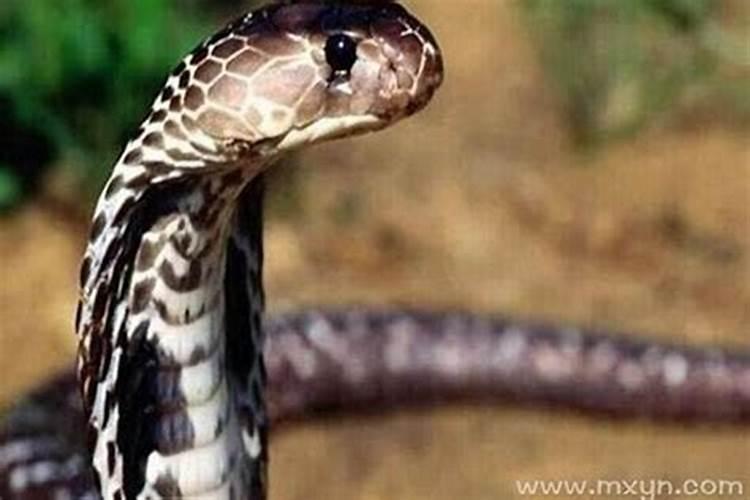 梦见蛇攻击自己是什么预兆？