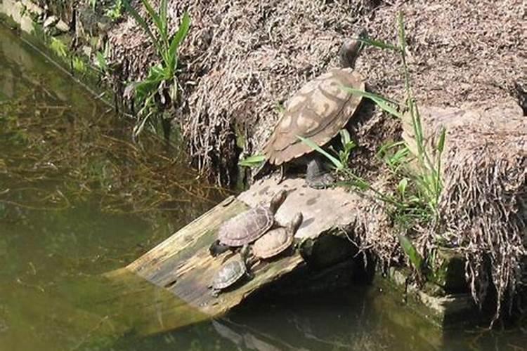 梦见大的乌龟是什么意思？