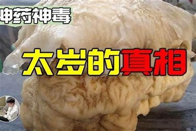 太岁是植物还是动物？？