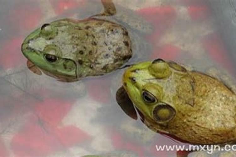 梦见牛蛙是什么意思？