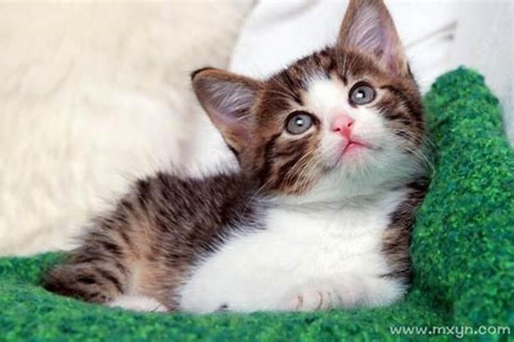 梦见猫咪有什么暗示？