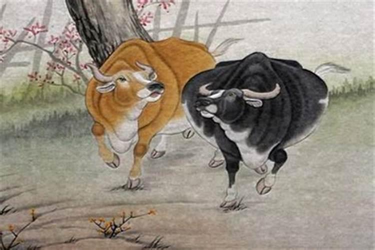 兔和牛属相合不合