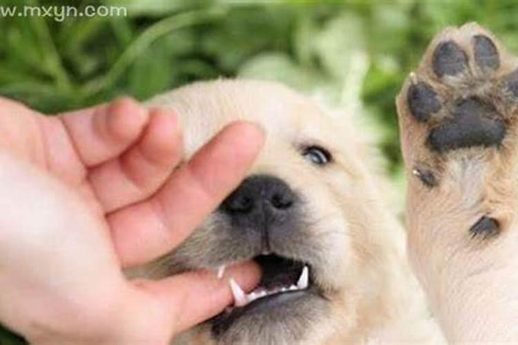 梦见狗咬自己的手