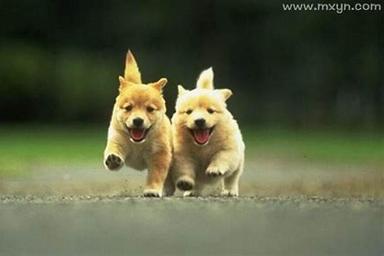 梦见喜欢的人不理自己