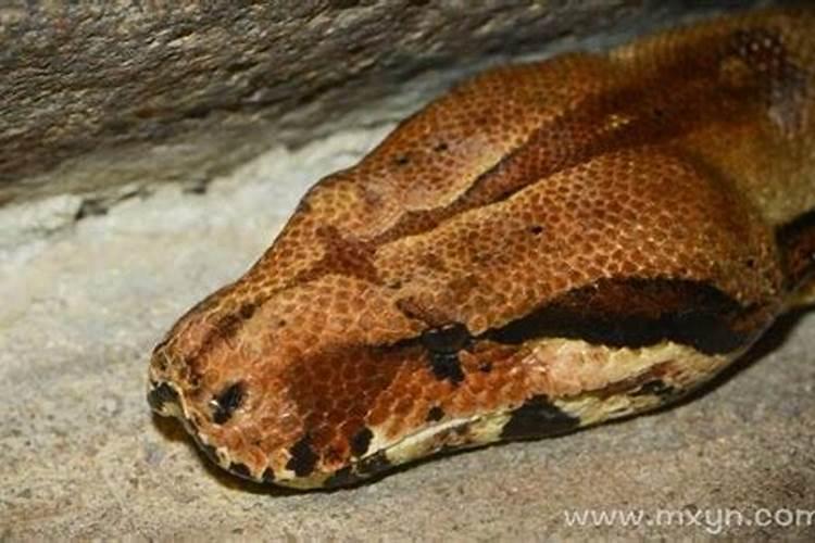 梦见蟒蛇吃我是什么意思？