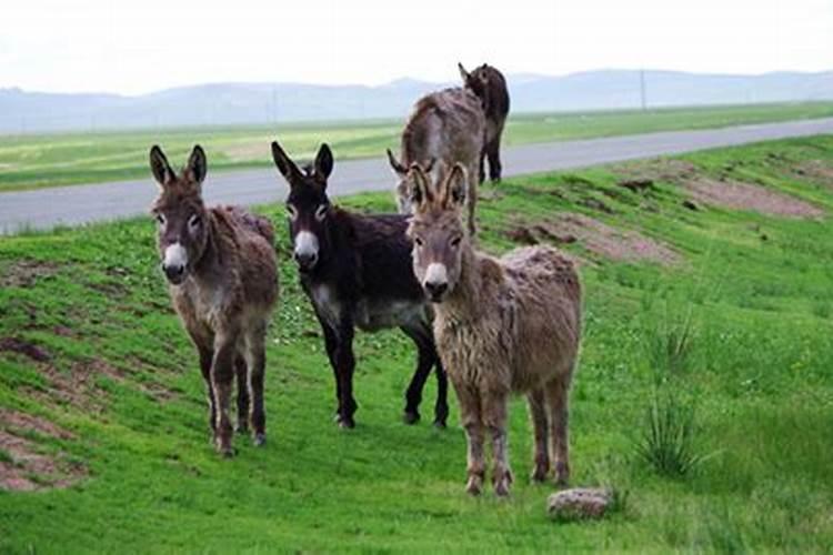 梦见赶驴车是什么意思？