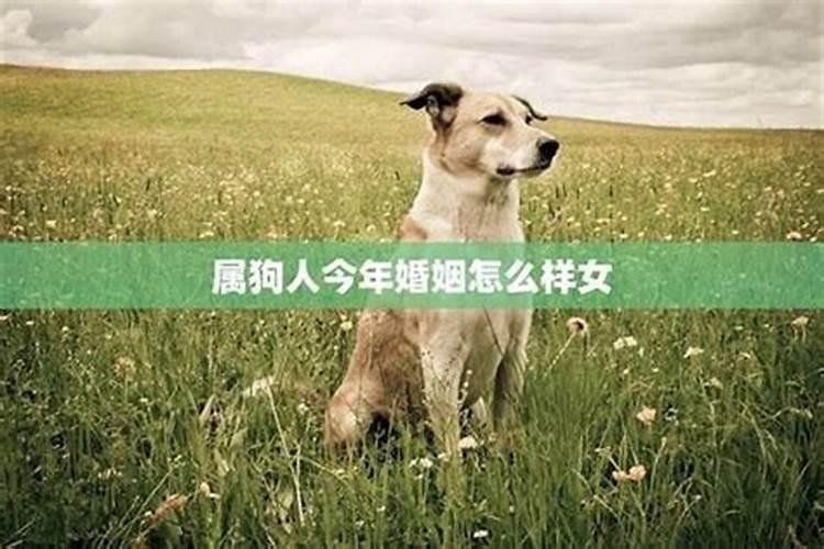 属狗的人婚姻不顺