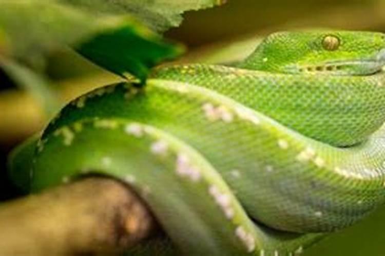 经常看见蛇什么预兆？