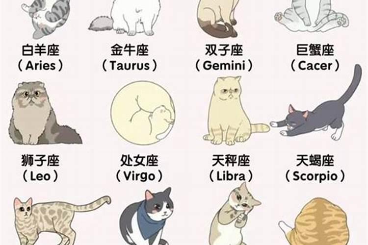 什么属相适合家中养猫？