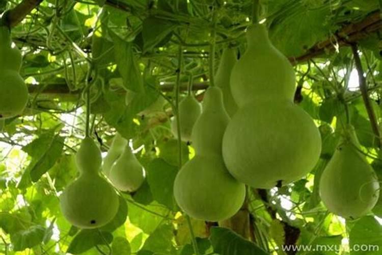 梦见摘葫芦是什么意思？