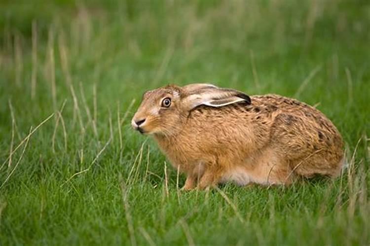 75年兔冬至后运势