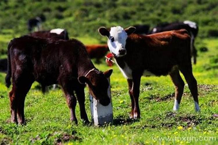 梦见牛生小牛还有血