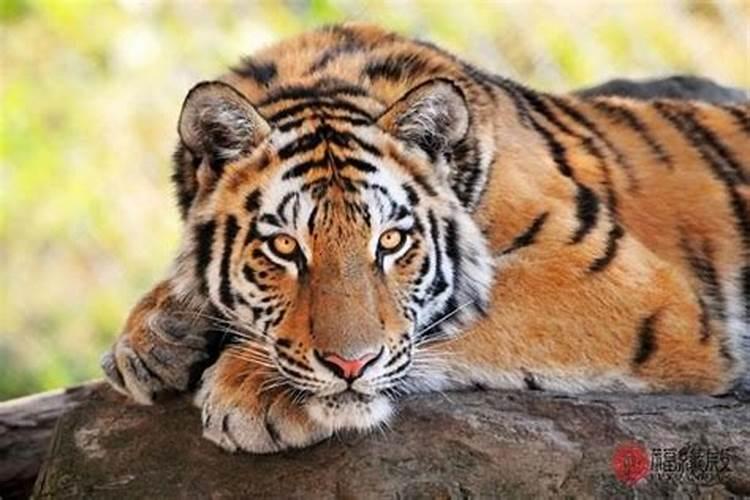 九月初九属虎男孩命运如何？