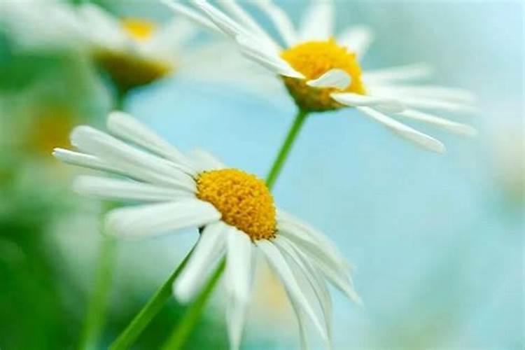 48年鼠2026年运程