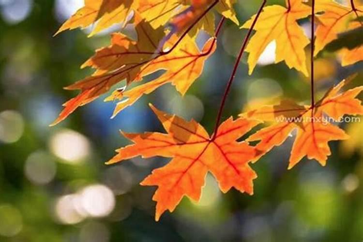 梦见蛇缠腰有什么预兆？